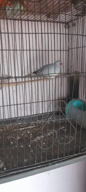Three pieces of Diamond Dove for sale