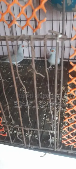 Three pieces of Diamond Dove for sale