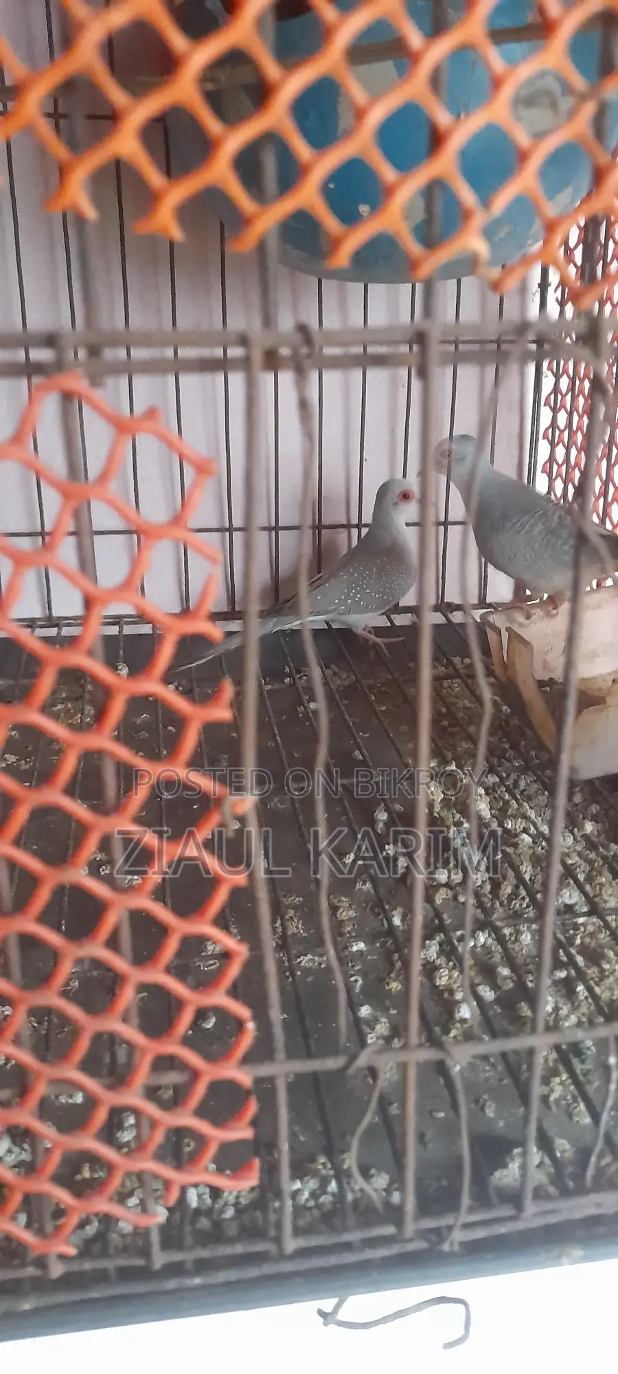 Three pieces of Diamond Dove for sale