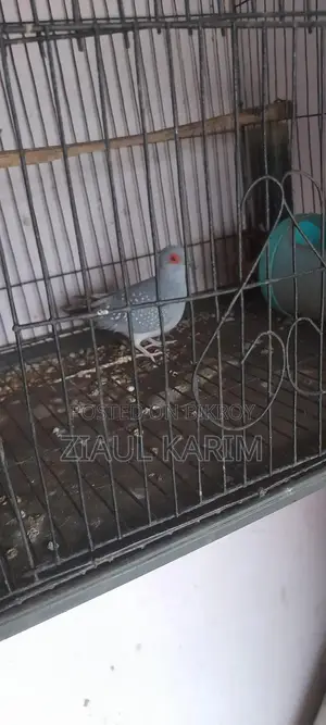 Three pieces of Diamond Dove for sale