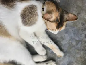 Cat Addoption