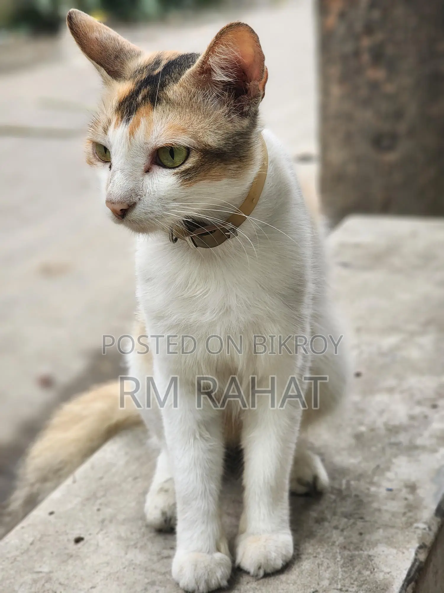 Cat Addoption