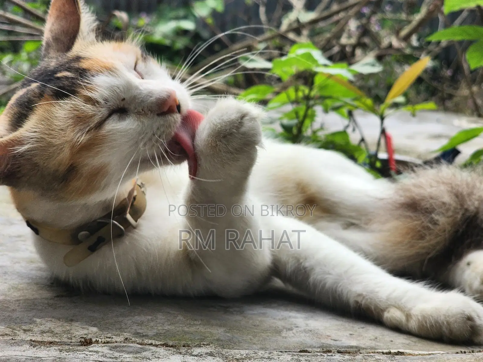 Cat Addoption