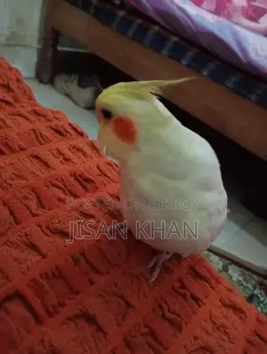 Tamed Cockatiel