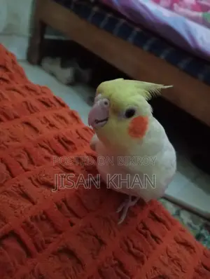 Tamed Cockatiel