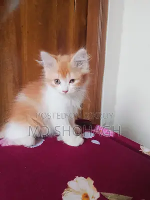 Persian Mixed