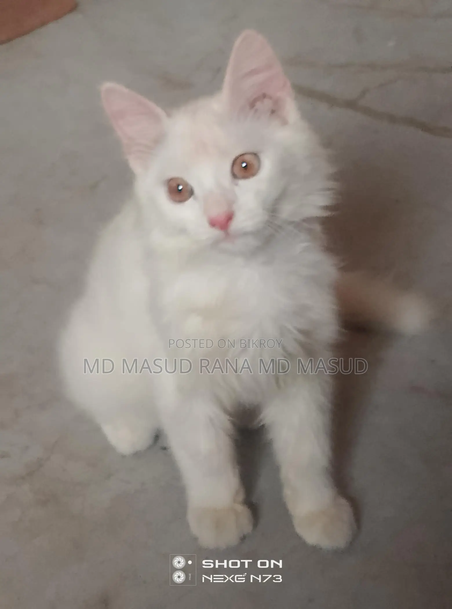 Persian Cat
