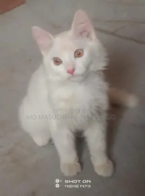Persian Cat