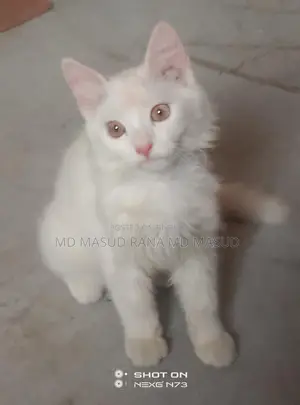 Persian Cat