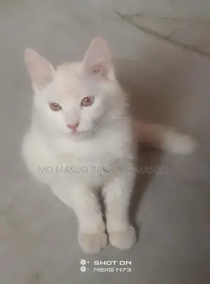 Persian Cat