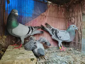 Racer Pigeon Pair