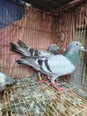 Racer Pigeon Pair