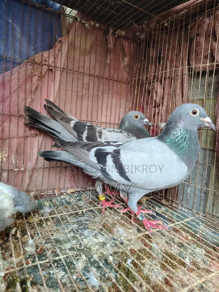 Racer Pigeon Pair