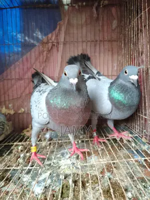 রেসার জোড়া