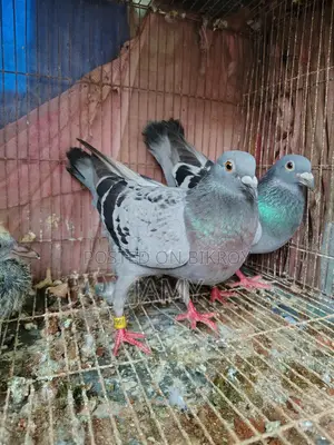 Racer Pigeon Pair