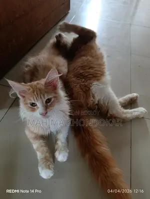 মেইনকুন ২ টি পুরুষ বিড়ালছানা পিওর ব্রিড