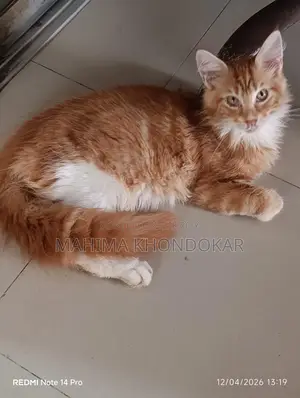মেইনকুন ২ টি পুরুষ বিড়ালছানা পিওর ব্রিড