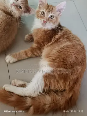 মেইনকুন ২ টি পুরুষ বিড়ালছানা পিওর ব্রিড