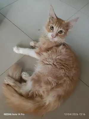 মেইনকুন ২ টি পুরুষ বিড়ালছানা পিওর ব্রিড