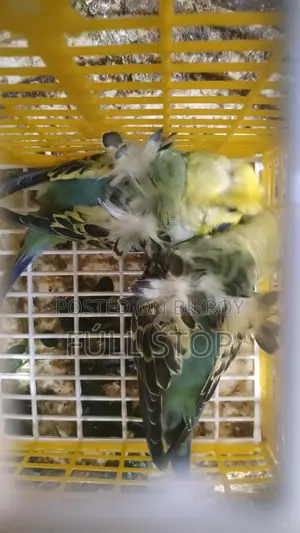 জাপানিজ বাজরিগার পাখি