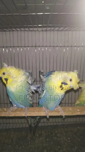 জাপানিজ বাজরিগার পাখি