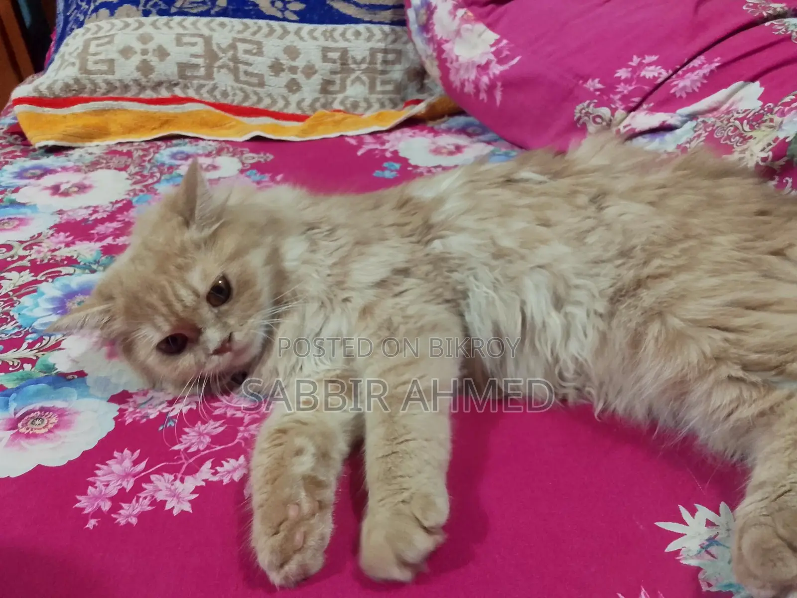 Persian Cat Sell Post