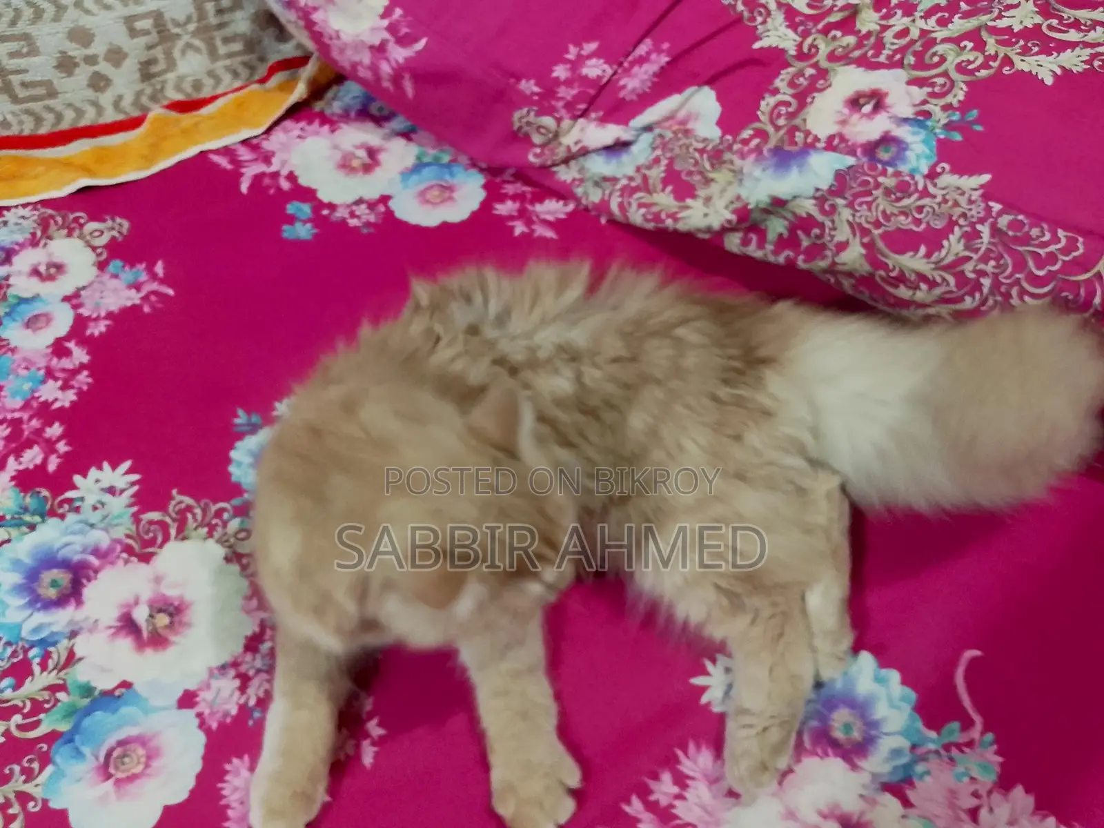 Persian Cat Sell Post