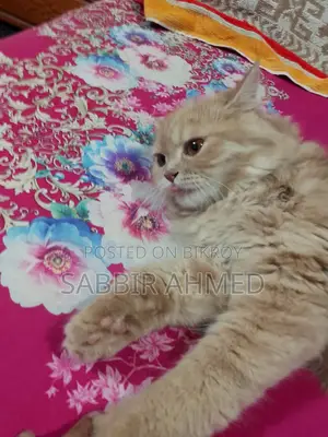 Persian Cat Sell Post