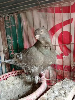 Oriental Pigeons for Sale