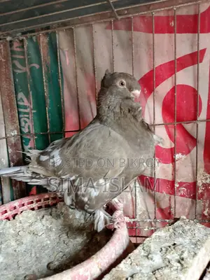 Oriental Pigeons for Sale