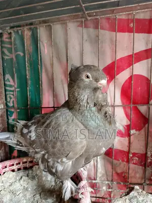 Oriental Pigeons for Sale
