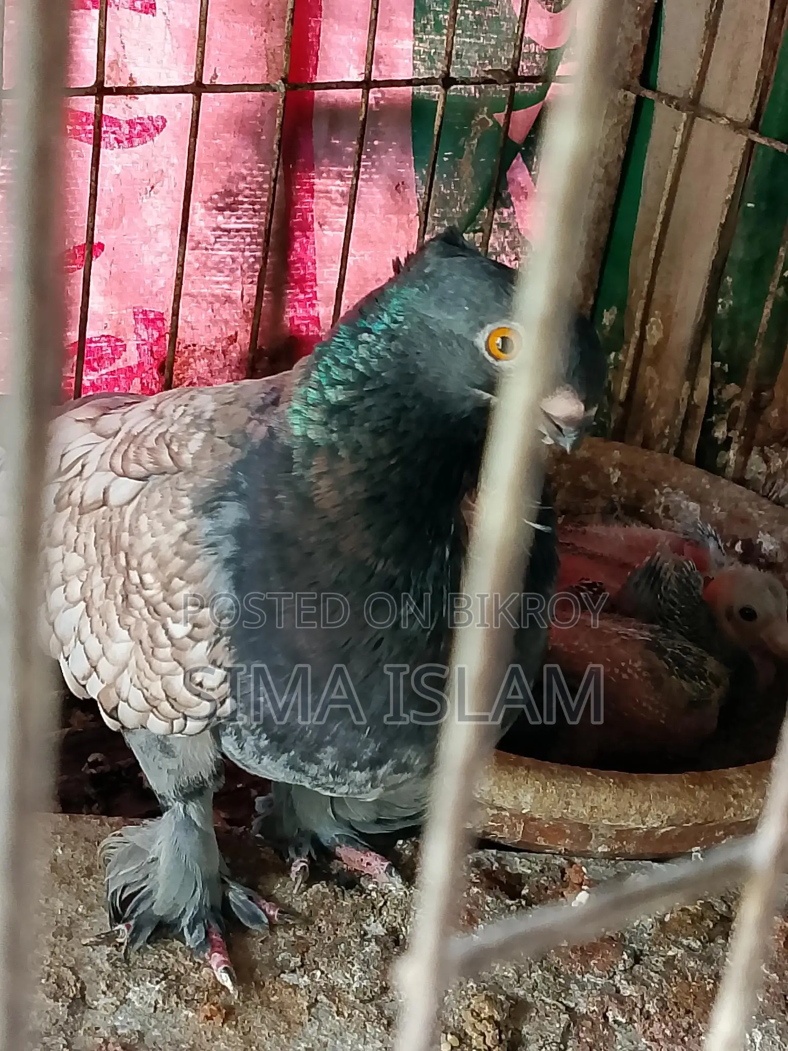 Oriental Pigeons for Sale