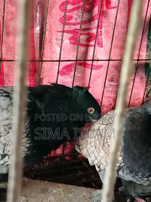 Oriental Pigeons for Sale