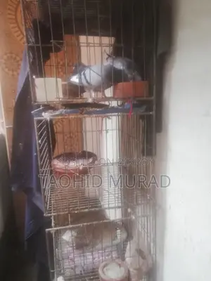 কবুতর বিক্রয় হবে