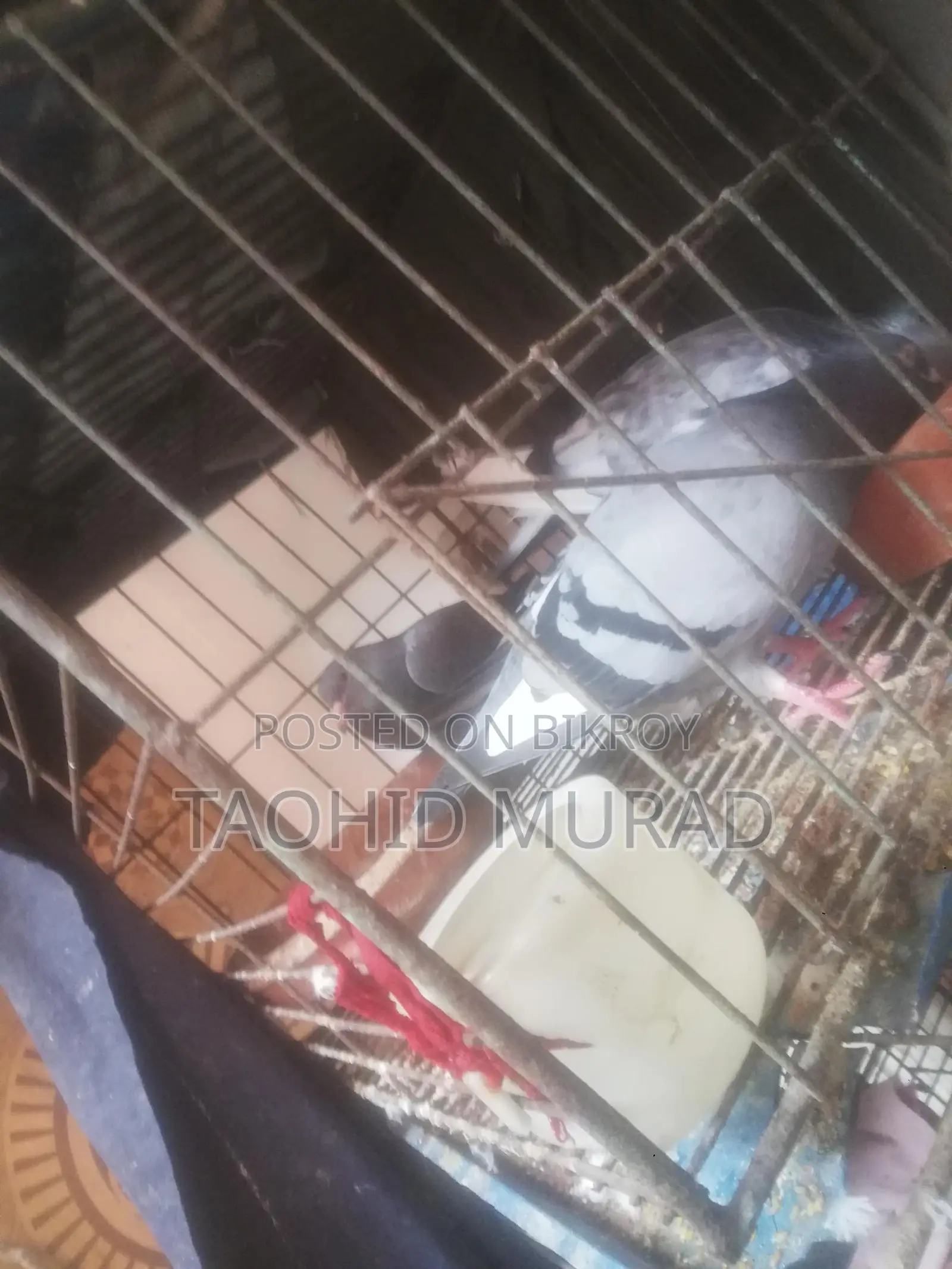 কবুতর বিক্রয় হবে