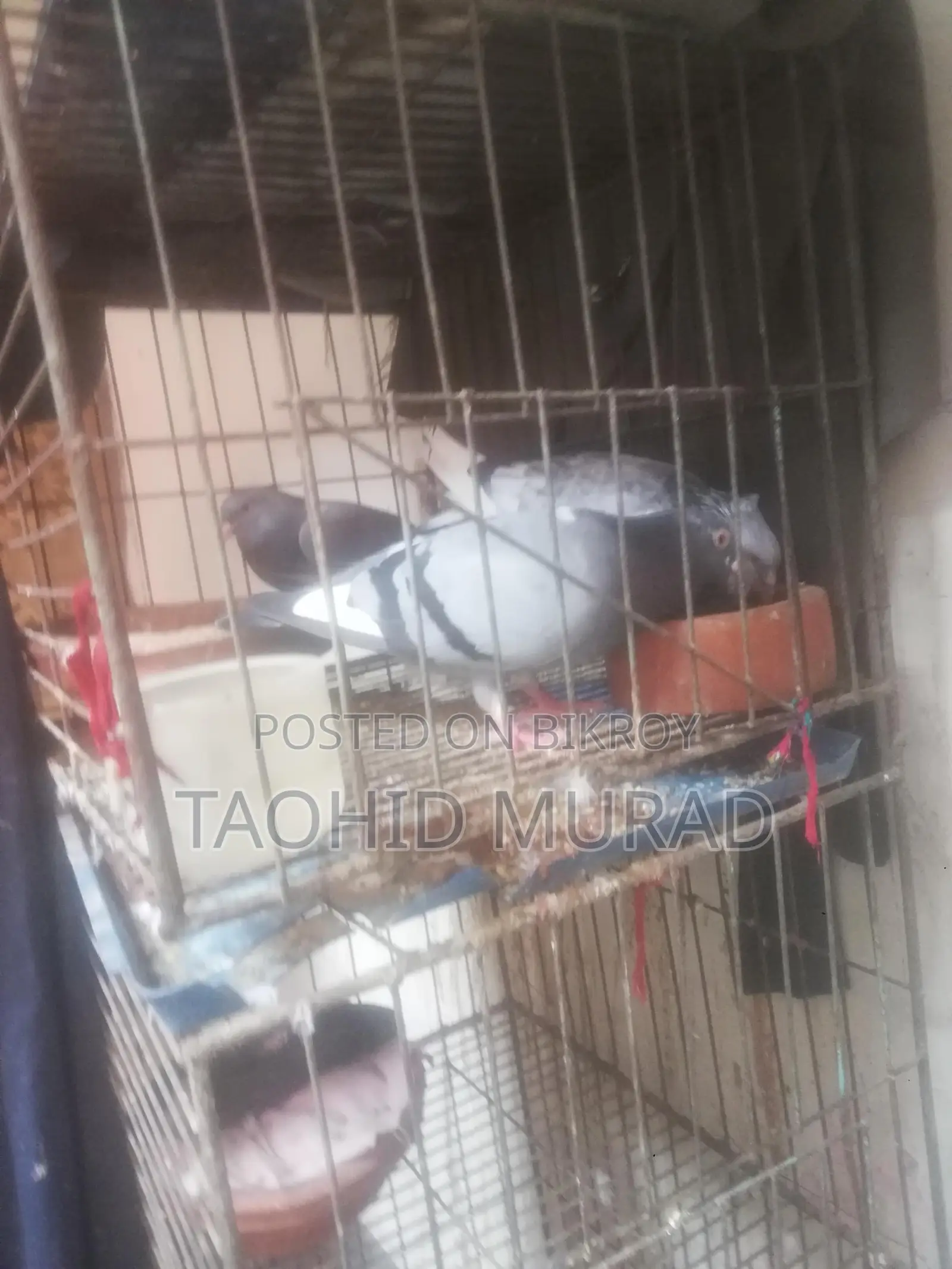কবুতর বিক্রয় হবে