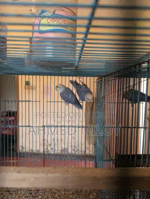 White Head Violet Opaline