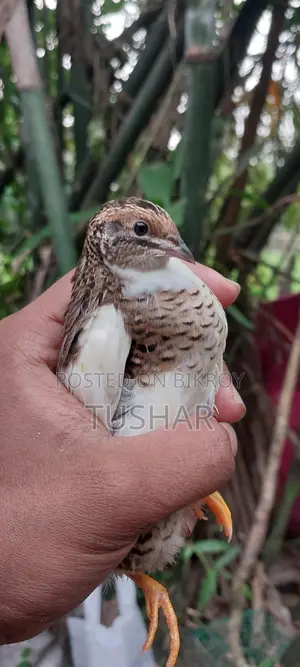 কিং কোয়েল পাখি বিক্রি হবে