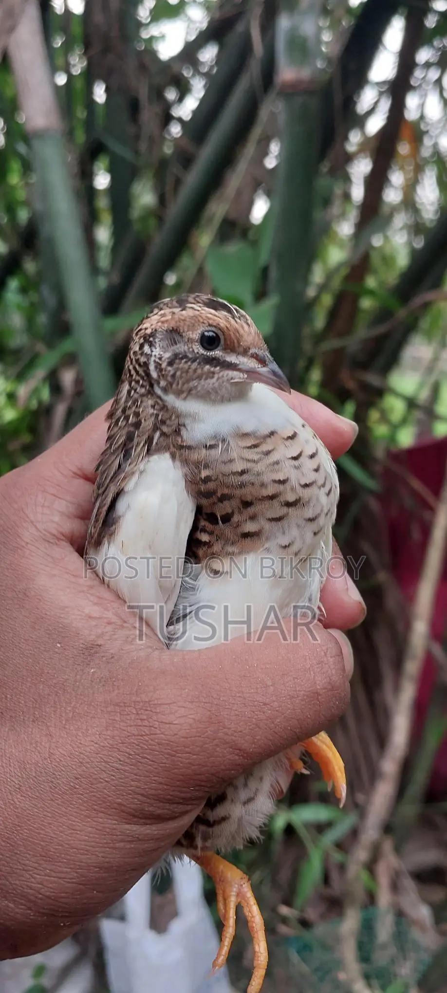 কিং কোয়েল পাখি বিক্রি হবে