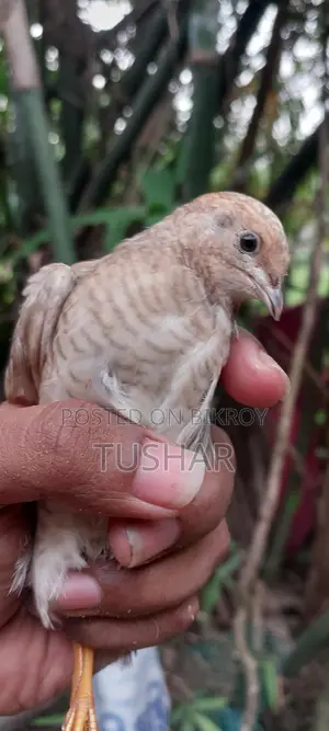 কিং কোয়েল পাখি বিক্রি হবে