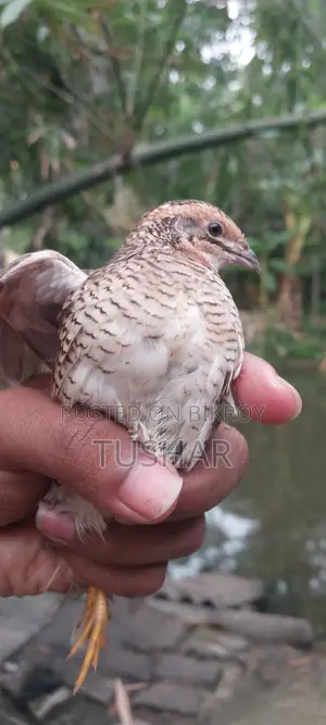 কিং কোয়েল পাখি বিক্রি হবে