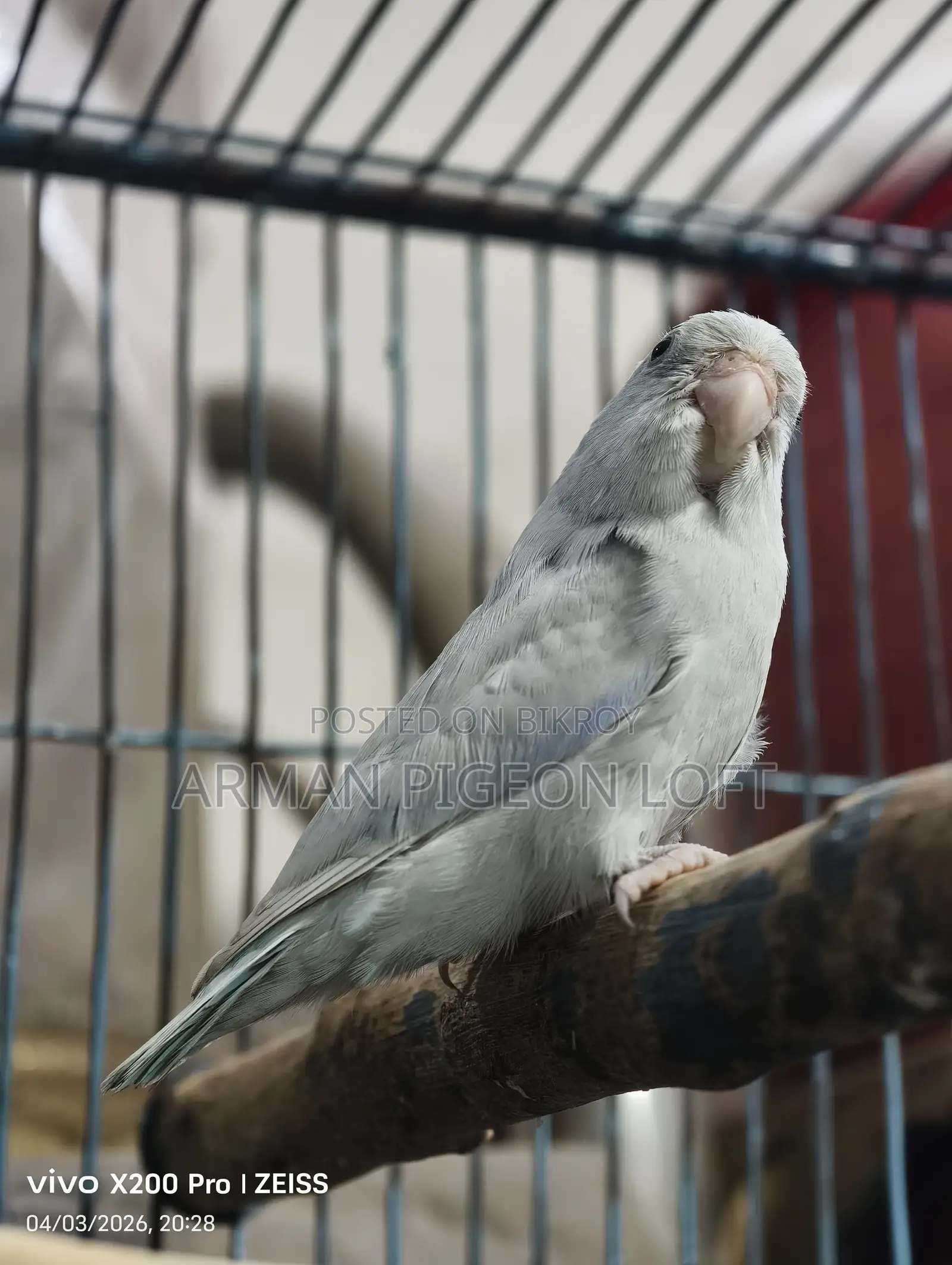 Forpus Male American White (4 months old)