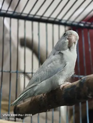 Forpus Male American White (4 months old)