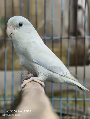 Forpus Male American White (4 months old)