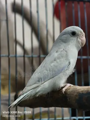 Forpus Male American White (4 months old)