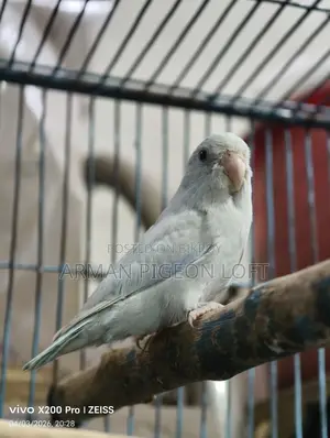 Forpus Male American White (4 months old)