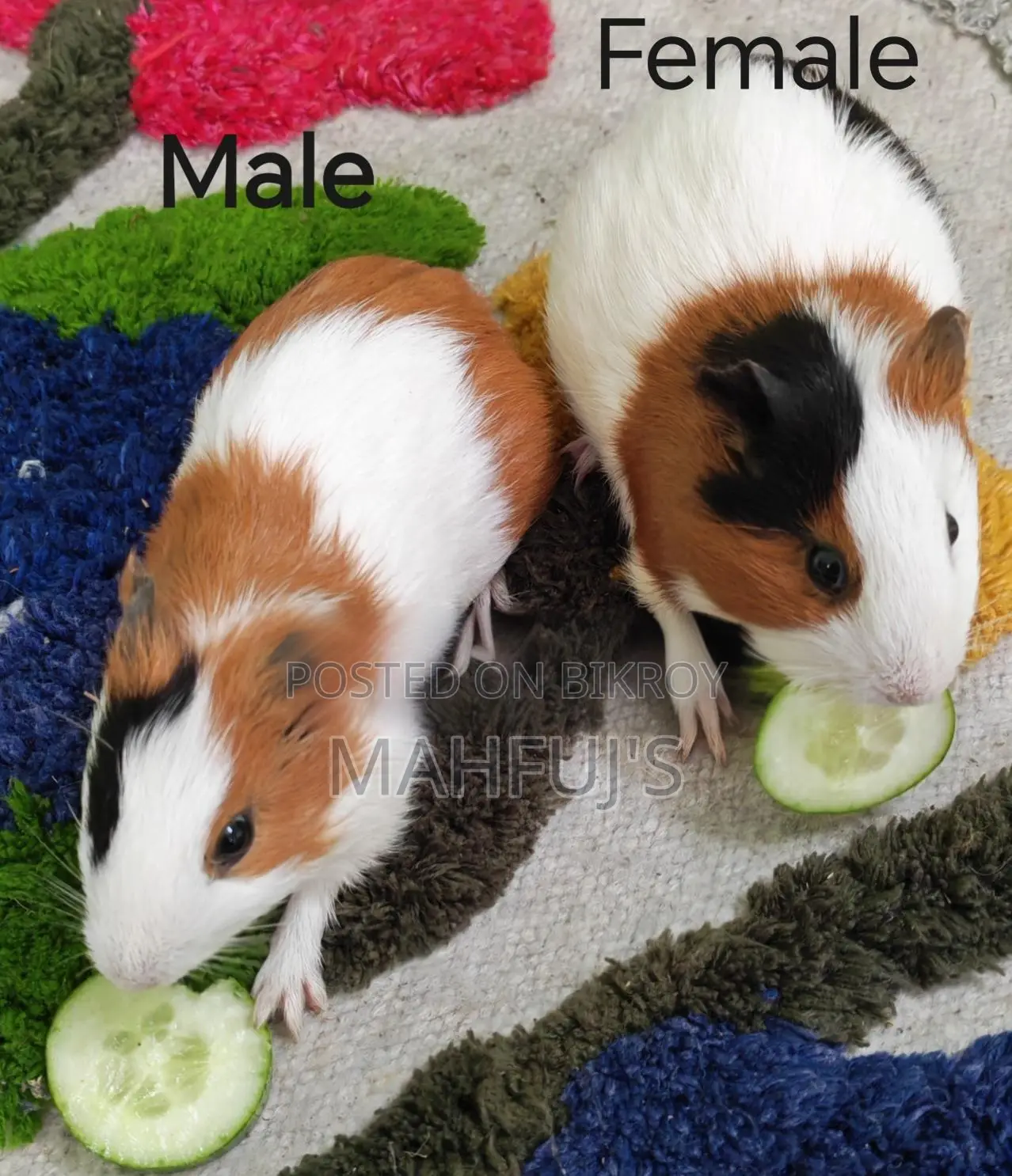 Guinea Pigs for Sale