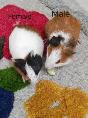 Guinea Pigs for Sale