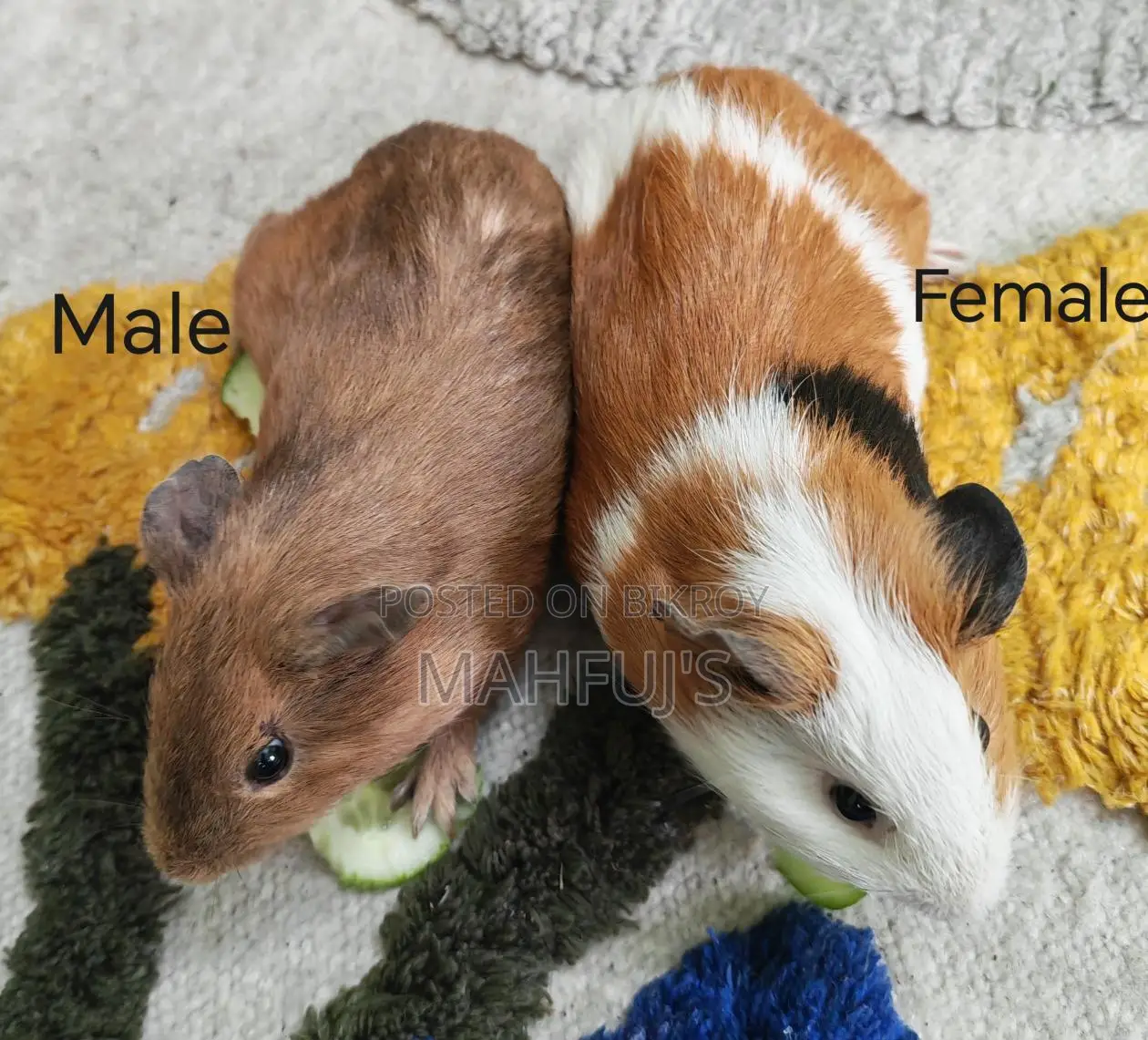 Guinea Pigs for Sale