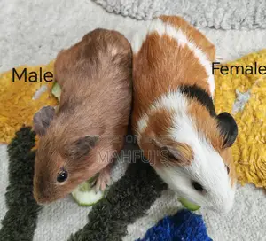 Guinea Pigs for Sale